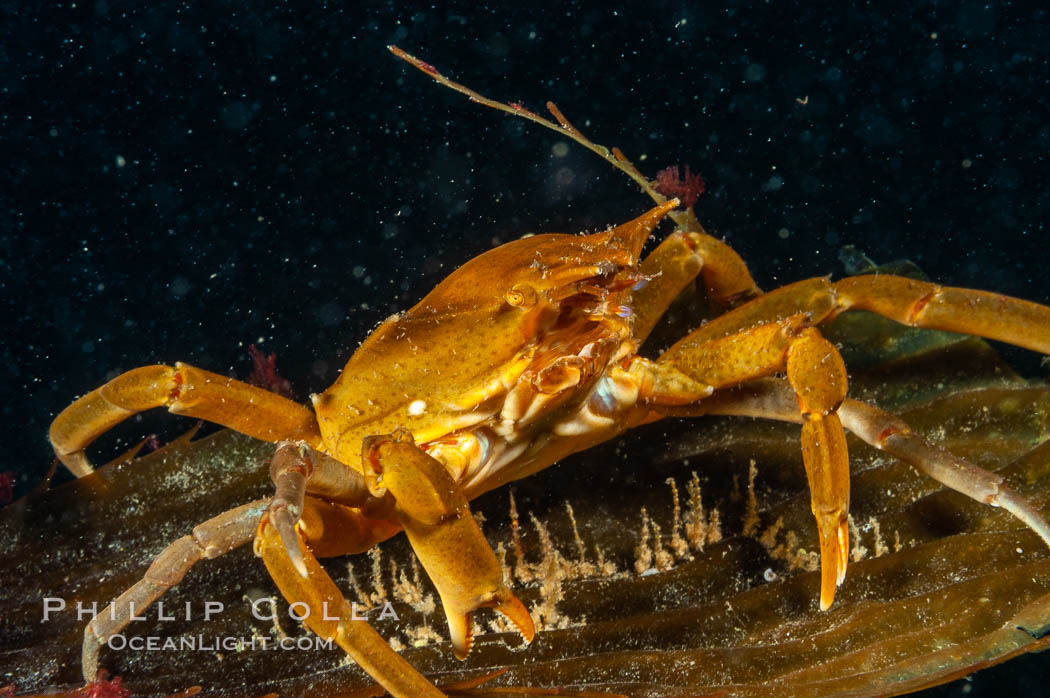 Northern kelp crab crawls amidst kelp blades and stipes, midway in the water column (below the surface, above the ocean bottom) in a giant kelp forest, Pugettia producta, Macrocystis pyrifera, San Nicholas Island