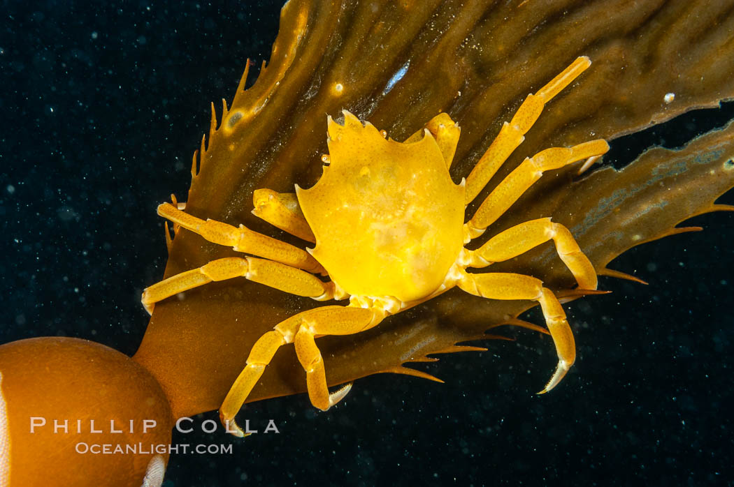 Northern kelp crab crawls amidst kelp blades and stipes, midway in the water column (below the surface, above the ocean bottom) in a giant kelp forest. San Nicholas Island, California, USA, Macrocystis pyrifera, Pugettia producta, natural history stock photograph, photo id 10223