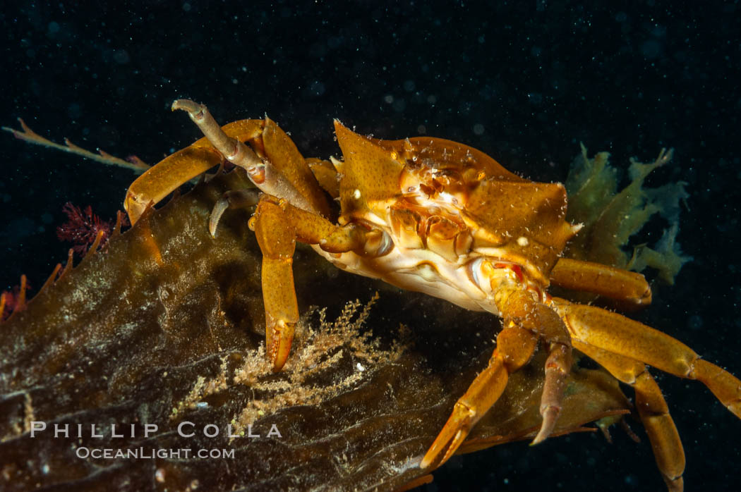 Northern kelp crab crawls amidst kelp blades and stipes, midway in the water column (below the surface, above the ocean bottom) in a giant kelp forest. San Nicholas Island, California, USA, Macrocystis pyrifera, Pugettia producta, natural history stock photograph, photo id 10217
