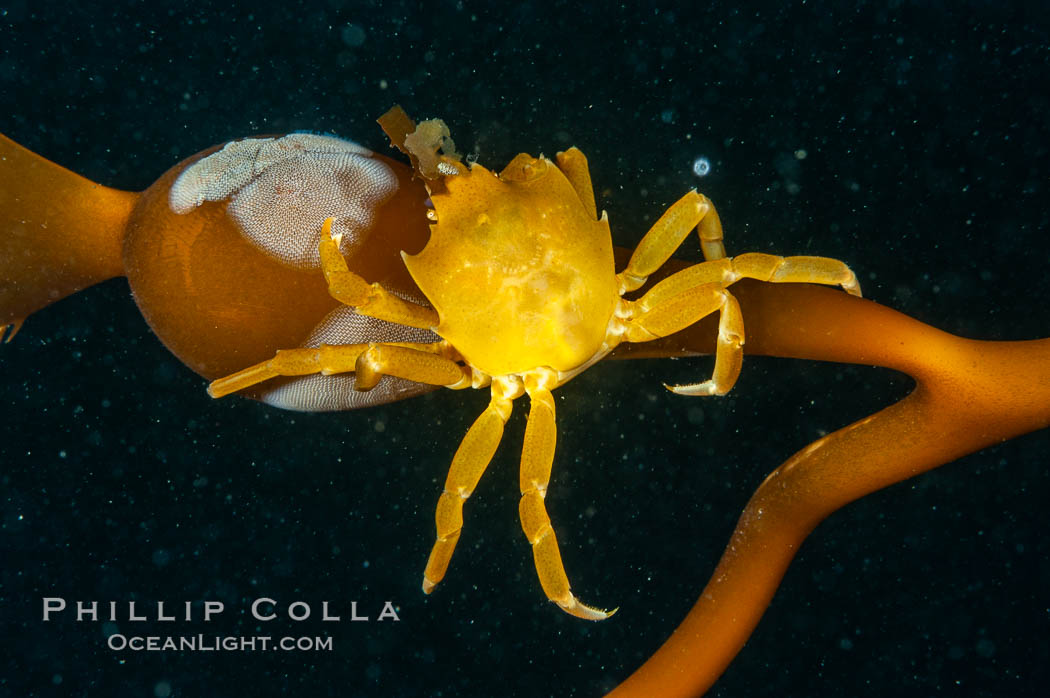 Northern kelp crab crawls amidst kelp blades and stipes, midway in the water column (below the surface, above the ocean bottom) in a giant kelp forest. San Nicholas Island, California, USA, Macrocystis pyrifera, Pugettia producta, natural history stock photograph, photo id 10221