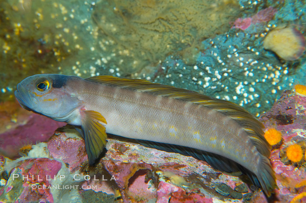Northern ronquil.  During breeding season, male ronquils become bright blue with yellow fins., Ronquilus jordani, natural history stock photograph, photo id 13715