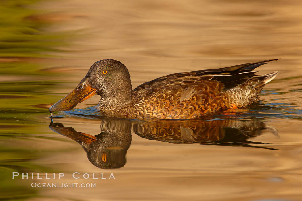 Northern shoveler, adult nonbreeding plumage. Santee Lakes, California, USA, Anas clypeata, natural history stock photograph, photo id 23393