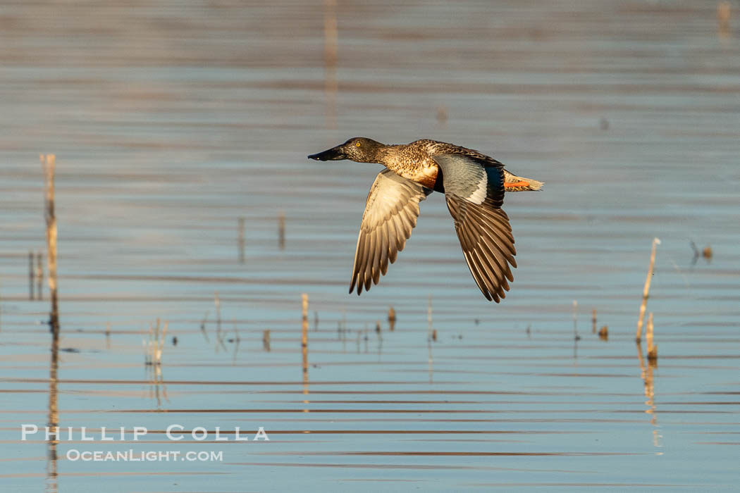 Northern Shoveler in flight, Bosque del Apache. Bosque del Apache National Wildlife Refuge, Socorro, New Mexico, USA, Anas clypeata, natural history stock photograph, photo id 39911