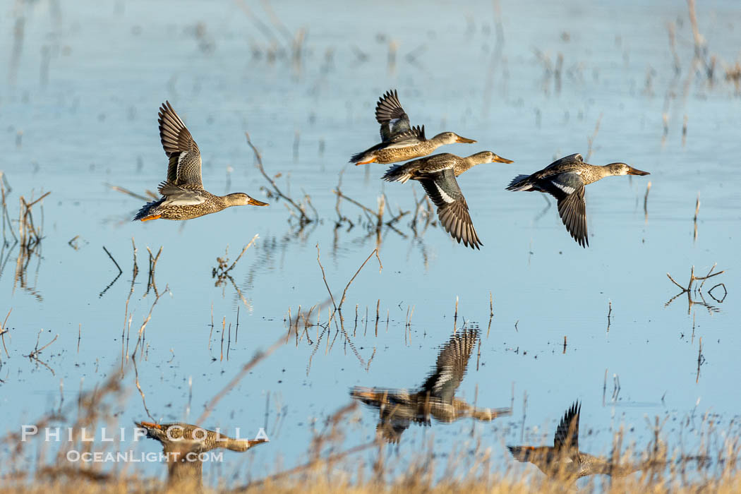 Northern Shoveler in flight, Bosque del Apache. Bosque del Apache National Wildlife Refuge, Socorro, New Mexico, USA, Anas clypeata, natural history stock photograph, photo id 38797