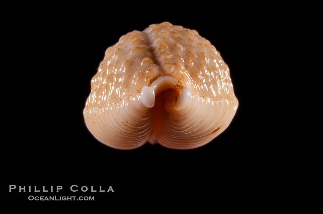 Nucleus Cowrie., Cypraea nucleus, natural history stock photograph, photo id 08492