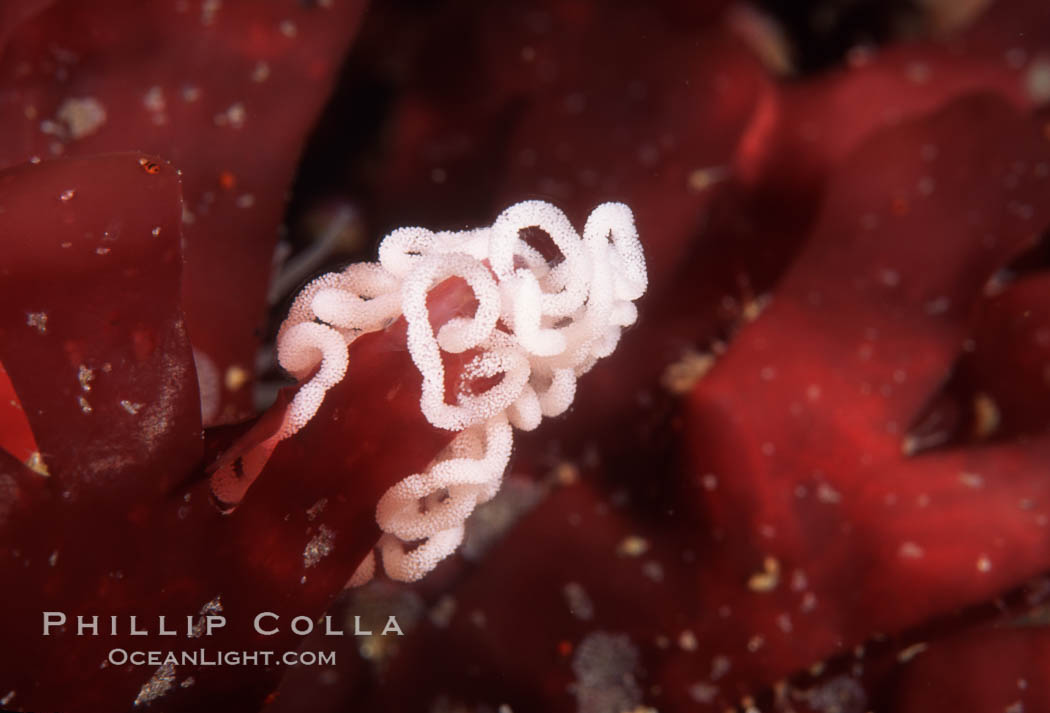 Nudibranch egg mass. Monterey, California, USA, natural history stock photograph, photo id 02516