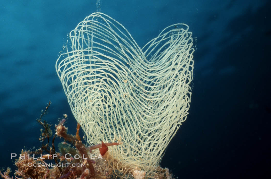 Nudibranch egg mass. San Clemente Island, California, USA, natural history stock photograph, photo id 02517