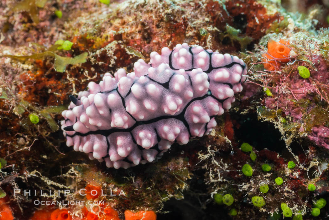 Nudibranch, Phyllidiella annulata, Fiji. Makogai Island, Lomaiviti Archipelago, natural history stock photograph, photo id 31559