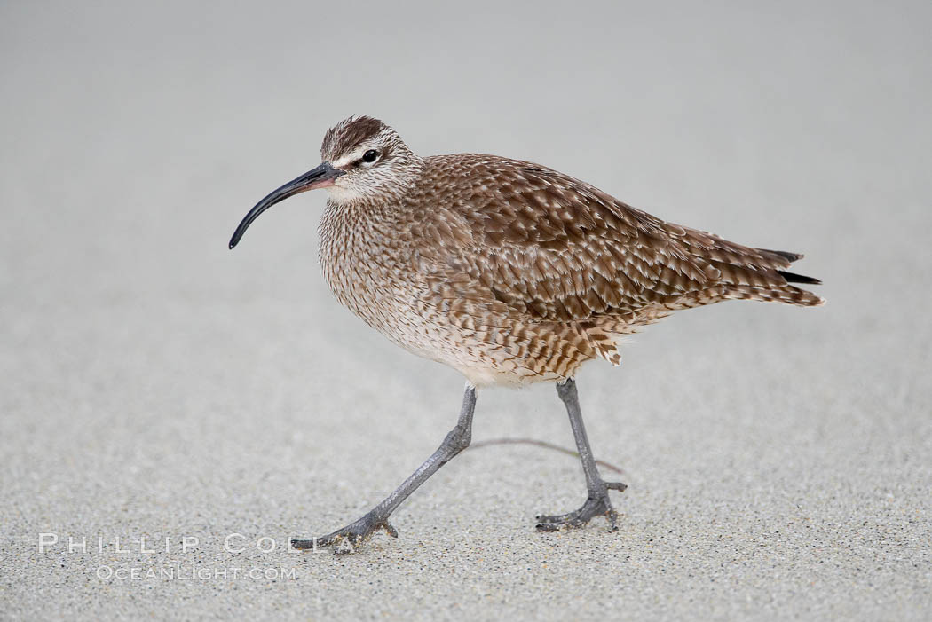 Whimbrel on sand. La Jolla, California, USA, Numenius phaeopus, natural history stock photograph, photo id 18421