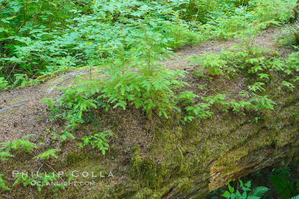 Nurse log.  A fallen Douglas fir tree provides a substrate for new seedlings to prosper and grow. Cathedral Grove, MacMillan Provincial Park, Vancouver Island, British Columbia, Canada, natural history stock photograph, photo id 21040