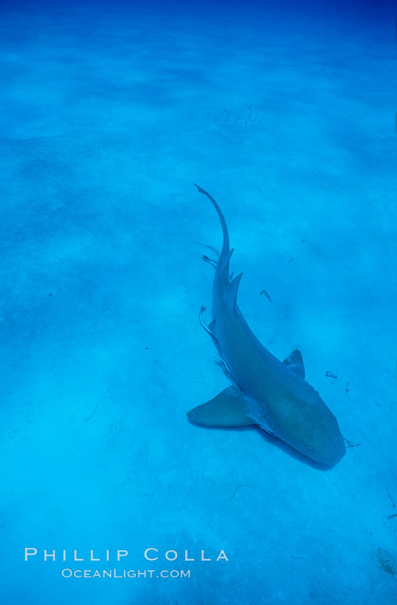 Nurse shark. Bahamas, Ginglymostoma cirratum, natural history stock photograph, photo id 05009