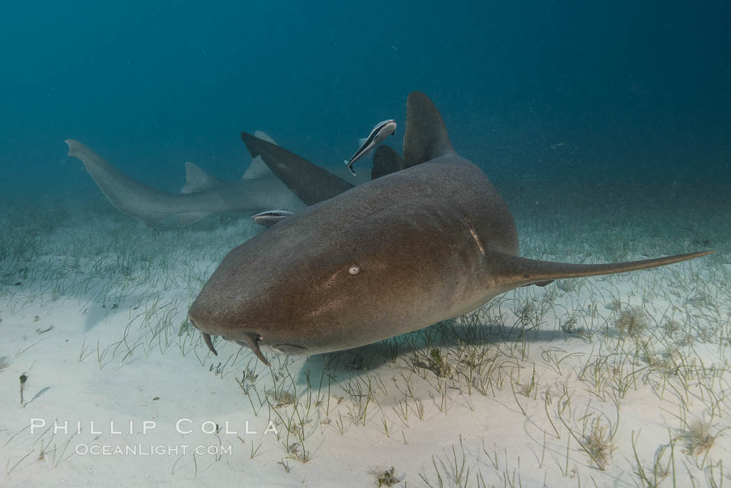 Nurse shark., Ginglymostoma cirratum, natural history stock photograph, photo id 32034
