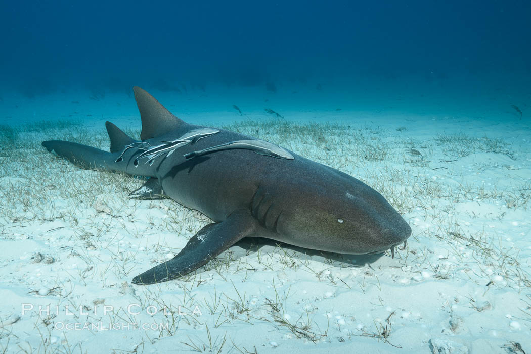 Nurse shark. Bahamas, Ginglymostoma cirratum, natural history stock photograph, photo id 32032