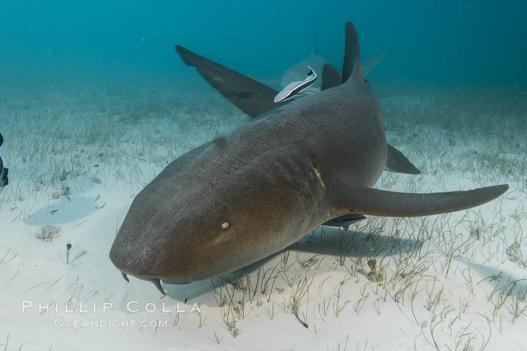 Nurse shark. Bahamas, Ginglymostoma cirratum, natural history stock photograph, photo id 32033
