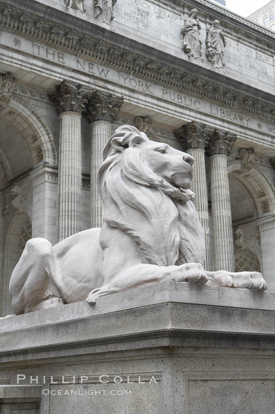 The stone lions Patience and Fortitude guard the entrance to the New York City Public Library. Manhattan, USA, natural history stock photograph, photo id 11156