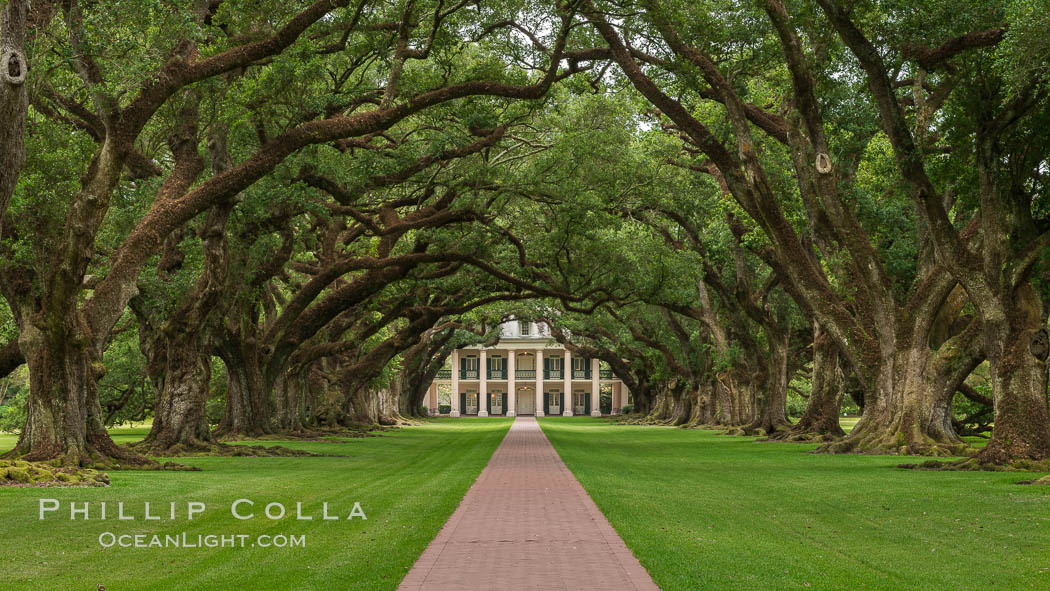 Oak Alley Plantation and its famous shaded tunnel of  300-year-old southern live oak trees (Quercus virginiana).  The plantation is now designated as a National Historic Landmark. Vacherie, Louisiana, USA, Quercus virginiana, natural history stock photograph, photo id 31002