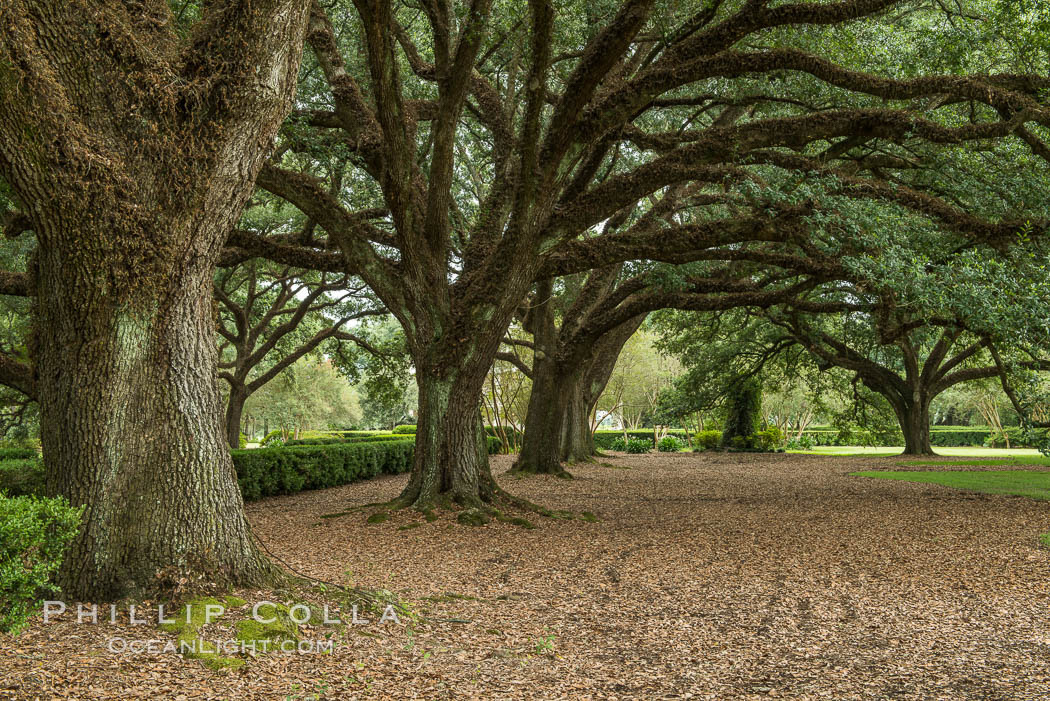 Oak Alley Plantation and its famous shaded tunnel of  300-year-old southern live oak trees (Quercus virginiana).  The plantation is now designated as a National Historic Landmark. Vacherie, Louisiana, USA, Quercus virginiana, natural history stock photograph, photo id 31006