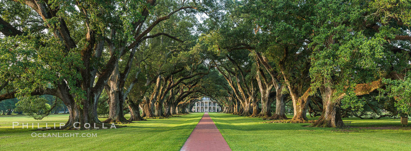 Oak Alley Plantation and its famous shaded tunnel of  300-year-old southern live oak trees (Quercus virginiana).  The plantation is now designated as a National Historic Landmark. Vacherie, Louisiana, USA, Quercus virginiana, natural history stock photograph, photo id 31018
