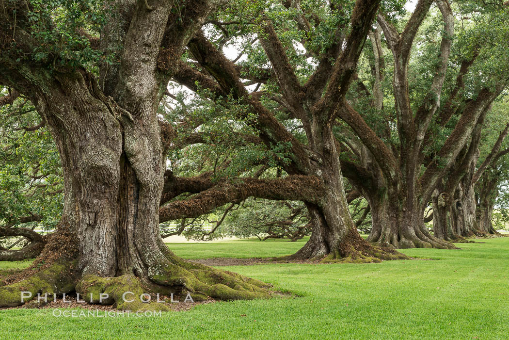 Oak Alley Plantation and its famous shaded tunnel of  300-year-old southern live oak trees (Quercus virginiana).  The plantation is now designated as a National Historic Landmark. Vacherie, Louisiana, USA, Quercus virginiana, natural history stock photograph, photo id 31000