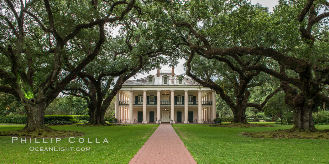 Oak Alley Plantation and its famous shaded tunnel of  300-year-old southern live oak trees (Quercus virginiana).  The plantation is now designated as a National Historic Landmark. Vacherie, Louisiana, USA, Quercus virginiana, natural history stock photograph, photo id 31004