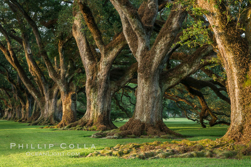 Oak Alley Plantation and its famous shaded tunnel of  300-year-old southern live oak trees (Quercus virginiana).  The plantation is now designated as a National Historic Landmark. Vacherie, Louisiana, USA, Quercus virginiana, natural history stock photograph, photo id 31016