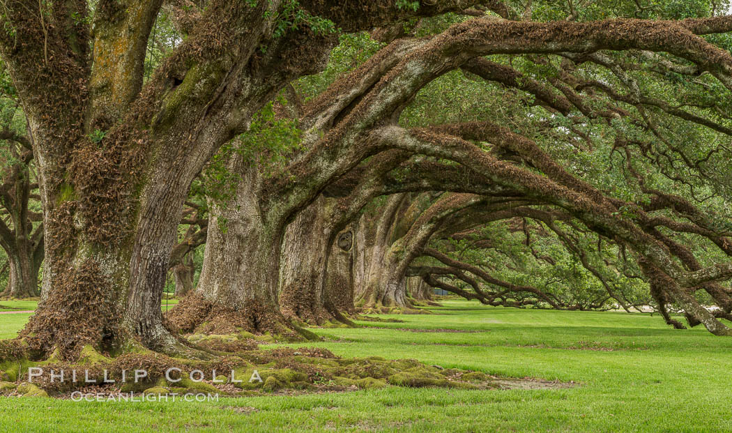 Oak Alley Plantation and its famous shaded tunnel of  300-year-old southern live oak trees (Quercus virginiana).  The plantation is now designated as a National Historic Landmark. Vacherie, Louisiana, USA, Quercus virginiana, natural history stock photograph, photo id 31003