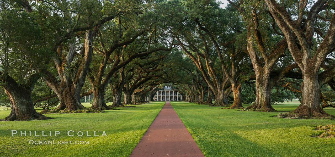 Oak Alley Plantation and its famous shaded tunnel of  300-year-old southern live oak trees (Quercus virginiana).  The plantation is now designated as a National Historic Landmark. Vacherie, Louisiana, USA, Quercus virginiana, natural history stock photograph, photo id 31015