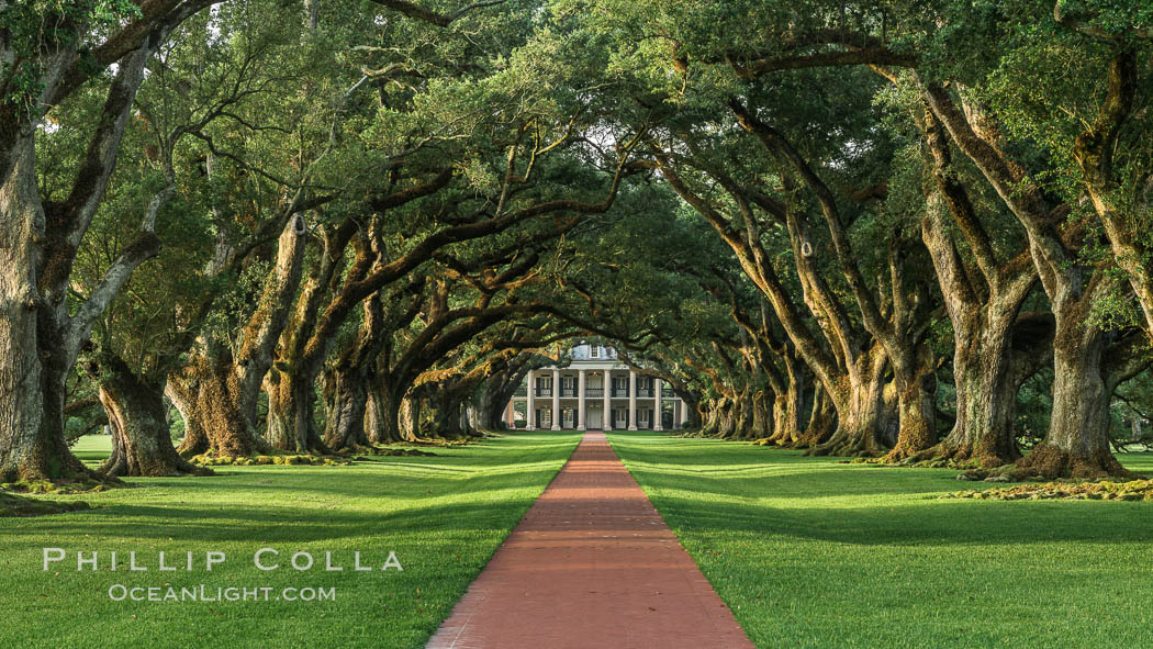 Oak Alley Plantation and its famous shaded tunnel of  300-year-old southern live oak trees (Quercus virginiana).  The plantation is now designated as a National Historic Landmark. Vacherie, Louisiana, USA, Quercus virginiana, natural history stock photograph, photo id 31019