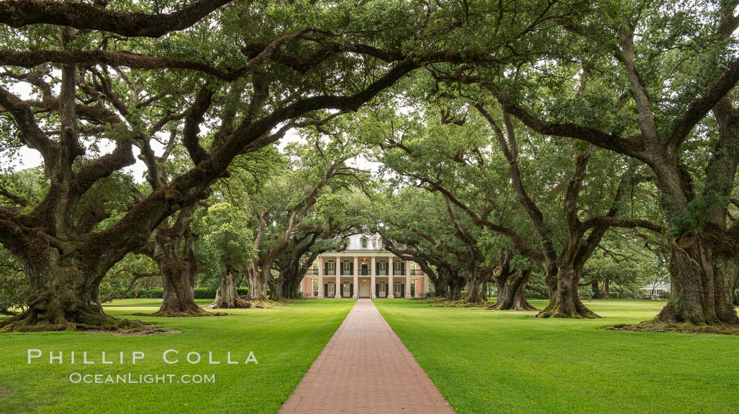 Oak Alley Plantation and its famous shaded tunnel of  300-year-old southern live oak trees (Quercus virginiana).  The plantation is now designated as a National Historic Landmark. Vacherie, Louisiana, USA, Quercus virginiana, natural history stock photograph, photo id 31001