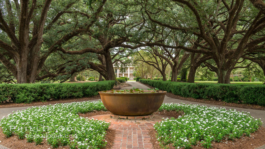 Oak Alley Plantation and its famous shaded tunnel of 300-year-old southern live oak trees (Quercus virginiana). The plantation is now designated as a National Historic Landmark, Vacherie, Louisiana