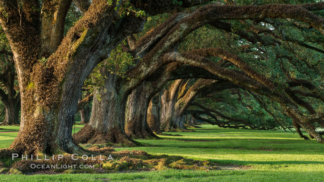 Oak Alley Plantation and its famous shaded tunnel of  300-year-old southern live oak trees (Quercus virginiana).  The plantation is now designated as a National Historic Landmark. Vacherie, Louisiana, USA, Quercus virginiana, natural history stock photograph, photo id 31017