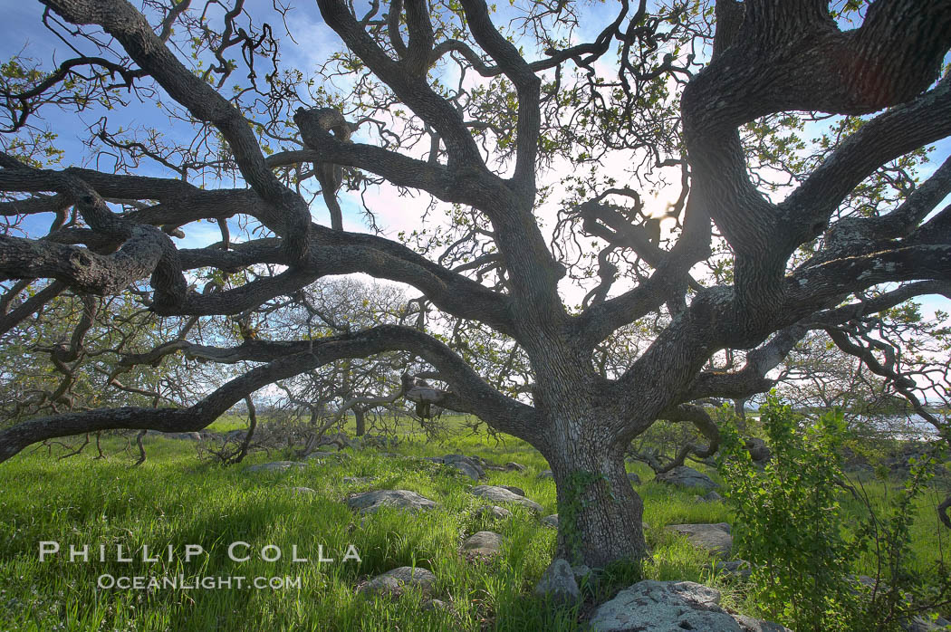 Oak tree backlit by the morning sun, surrounded by boulders and springtime grasses. Santa Rosa Plateau Ecological Reserve, Murrieta, California, USA, natural history stock photograph, photo id 20535