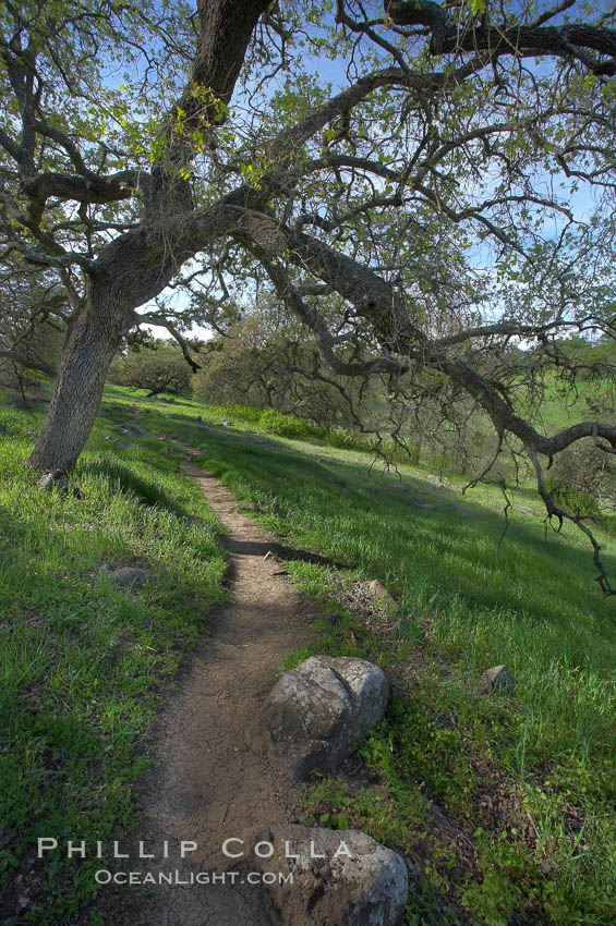 Oak tree and dirt walking path, Santa Rosa Plateau Ecological Reserve, Murrieta, California