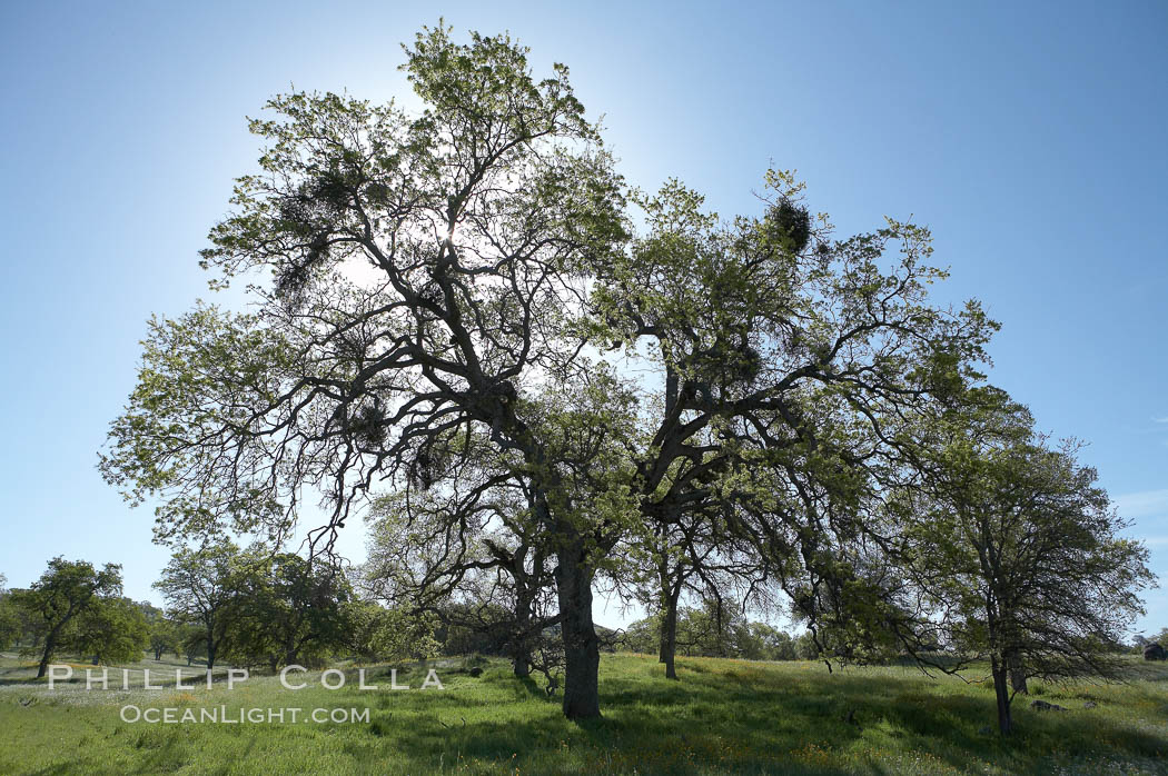 Oak trees and grass cover the countryside in green, spring, Sierra Nevada foothills. Mariposa, California, USA, Quercus, natural history stock photograph, photo id 16050