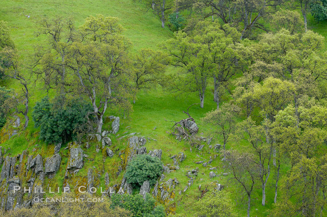 Oak trees and grass cover the countryside in green, spring, Sierra Nevada foothills. Mariposa, California, USA, Quercus, natural history stock photograph, photo id 16062