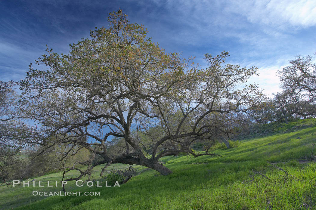 Oak tree and pastoral rolling grass-covered hills, Santa Rosa Plateau Ecological Reserve, Murrieta, California