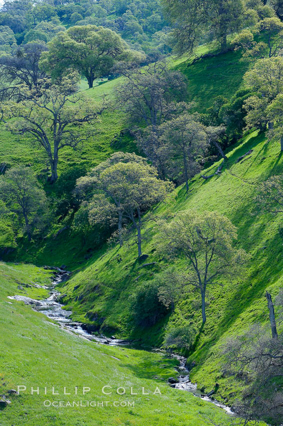 Oak trees and grass cover the countryside in green, spring, Sierra Nevada foothills. Mariposa, California, USA, Quercus, natural history stock photograph, photo id 16056