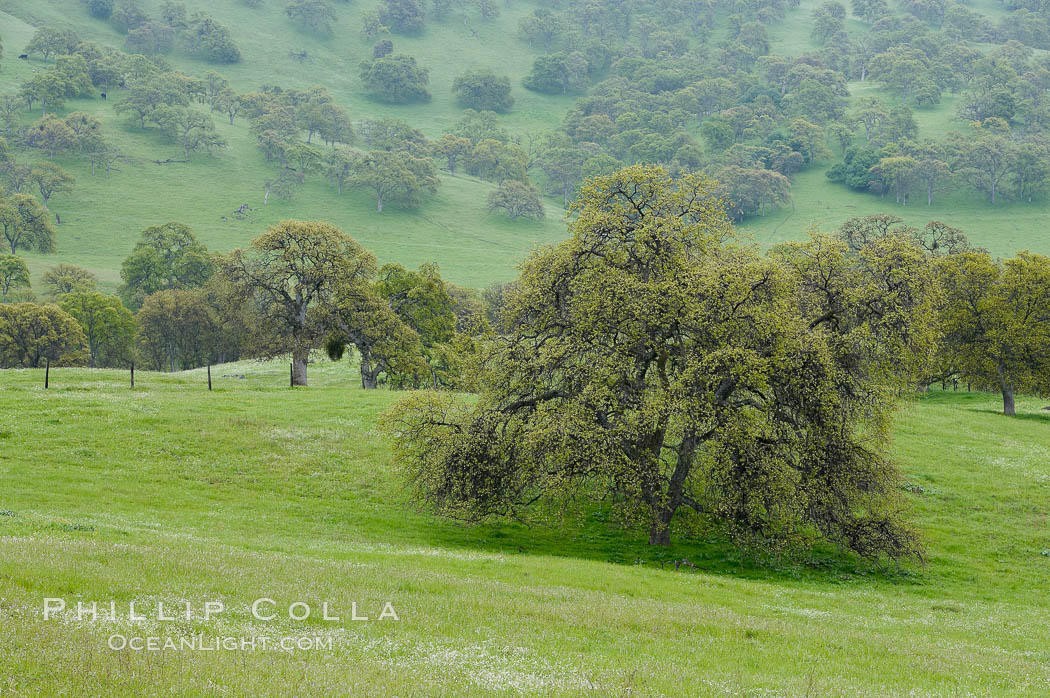 Oak trees and grass cover the countryside in green, spring, Sierra Nevada foothills. Mariposa, California, USA, Quercus, natural history stock photograph, photo id 16054