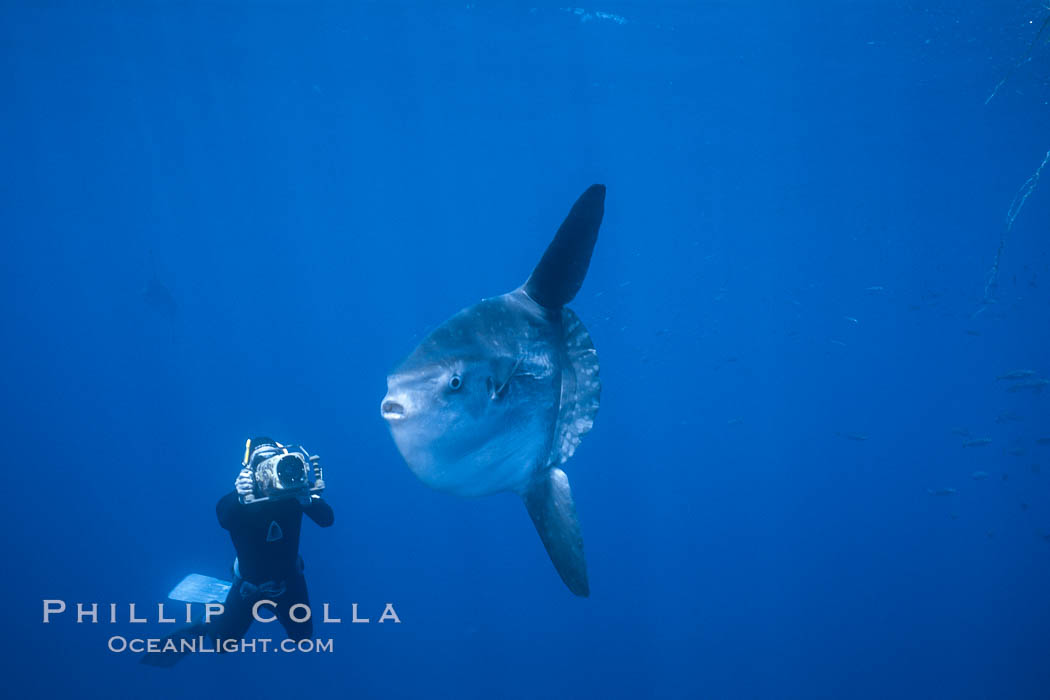 Ocean sunfish and freediving videographer open ocean, Baja California., Mola mola, natural history stock photograph, photo id 06408