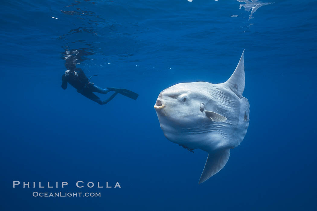 Ocean sunfish and freediving photographer , open ocean. San Diego, California, USA, Mola mola, natural history stock photograph, photo id 03835