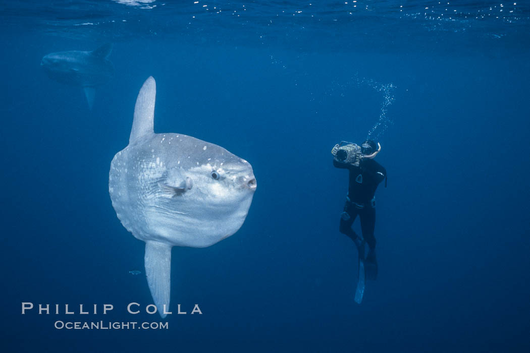 Ocean sunfish and freediving videographer open ocean, Baja California., Mola mola, natural history stock photograph, photo id 06407