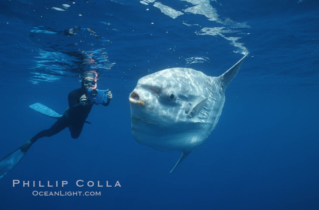 Ocean sunfish and videographer, open ocean. San Diego, California, USA, Mola mola, natural history stock photograph, photo id 02057