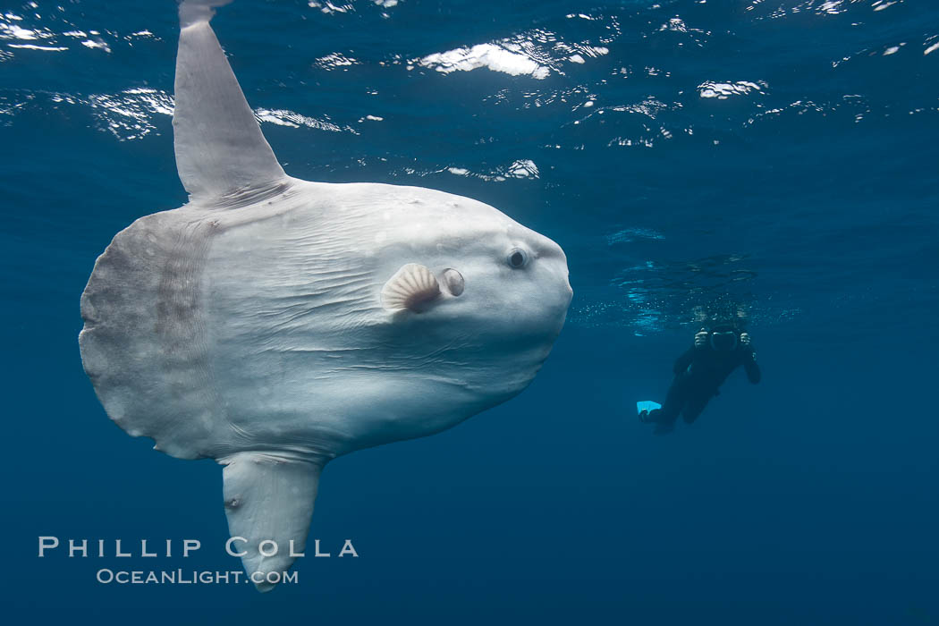 Ocean sunfish, open ocean, photographer, freediving. San Diego, California, USA, Mola mola, natural history stock photograph, photo id 26049