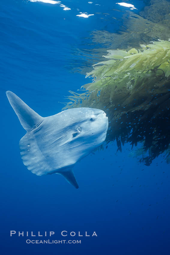 Ocean sunfish recruiting fish near drift kelp to clean parasites, open ocean, Baja California., Mola mola, natural history stock photograph, photo id 03266