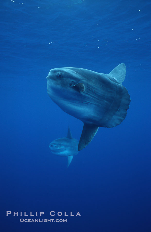 Ocean sunfish schooling, open ocean near San Diego., Mola mola, natural history stock photograph, photo id 03618