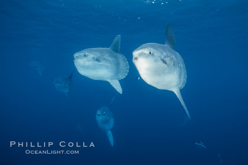 Ocean sunfish schooling, open ocean, Baja California., natural history stock photograph, photo id 36302