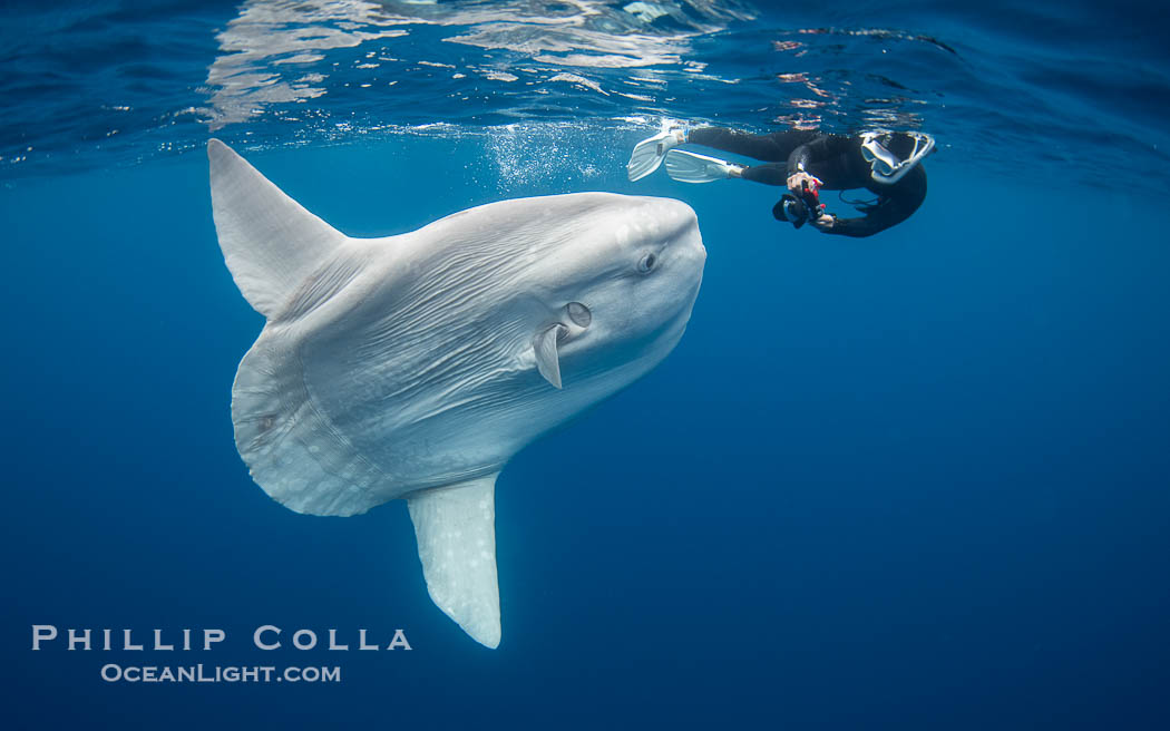 Ocean Sunfish (Mola mola) and Diver Offshore of San Diego. California, USA, Mola mola, natural history stock photograph, photo id 40978