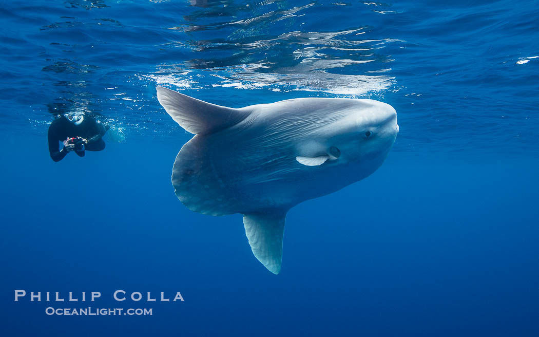 Ocean Sunfish (Mola mola) and Diver Offshore of San Diego., Mola mola, natural history stock photograph, photo id 40976