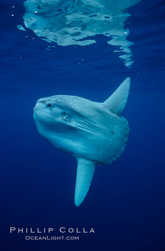 Ocean sunfish, open ocean. San Diego, California, USA, Mola mola, natural history stock photograph, photo id 02890