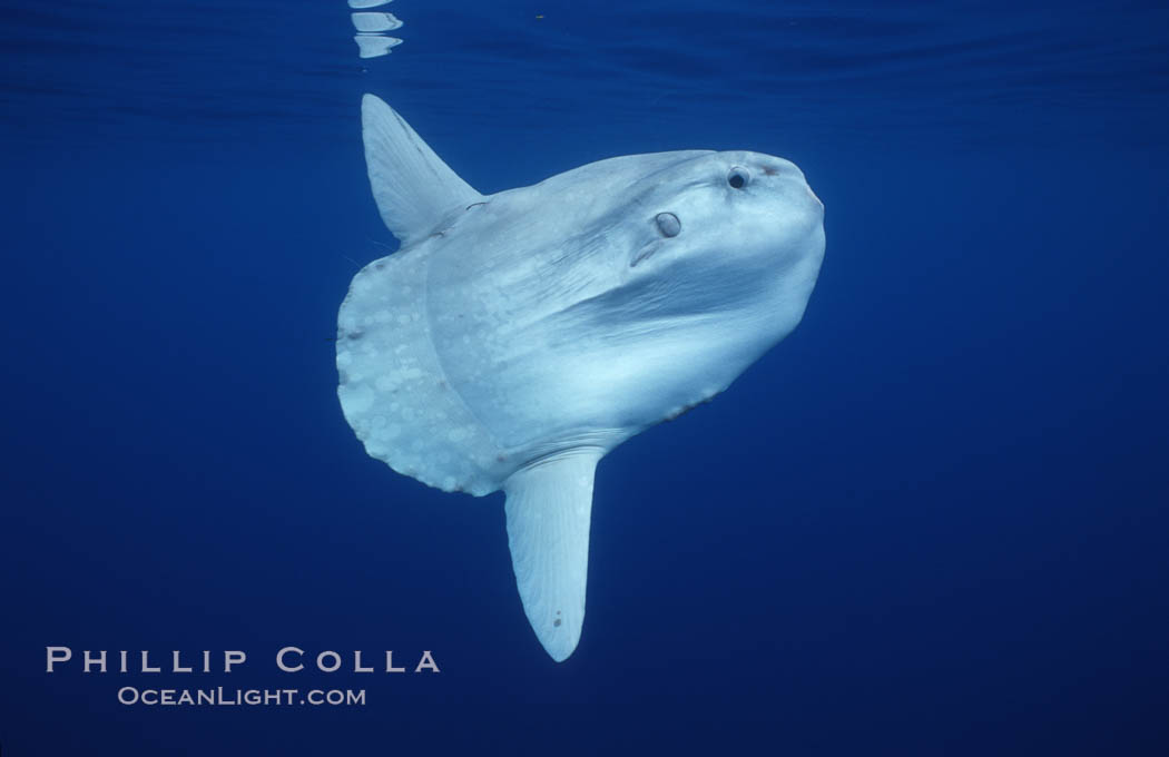 Ocean sunfish, open ocean. San Diego, California, USA, Mola mola, natural history stock photograph, photo id 02894